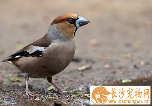 蜡嘴雀拉稀 蜡嘴雀拉稀怎么治疗比较好