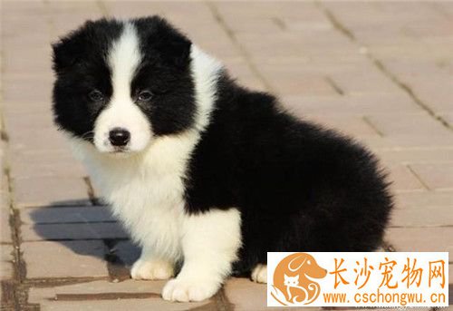 边境牧羊犬后腿无力怎么办 缺钙比较典型表现