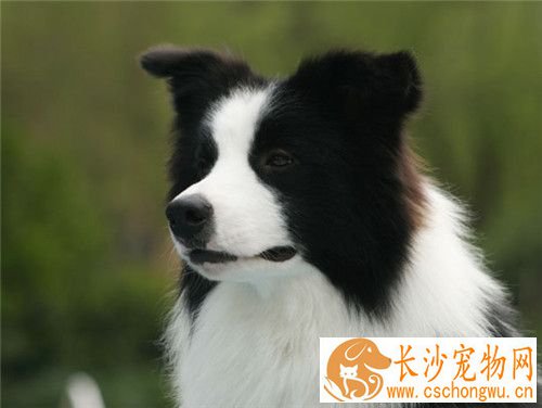 边境牧羊犬后腿无力怎么办 缺钙比较典型表现