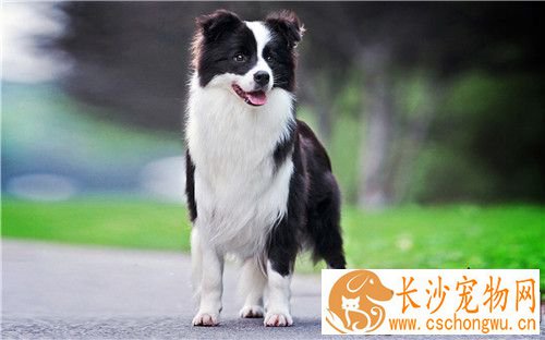边境牧羊犬后腿无力怎么办 缺钙比较典型表现