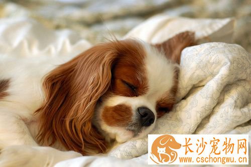 查理士王小猎犬遗传病 脊髓空洞症和心脏病