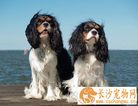 查理士王小猎犬遗传病 脊髓空洞症和心脏病