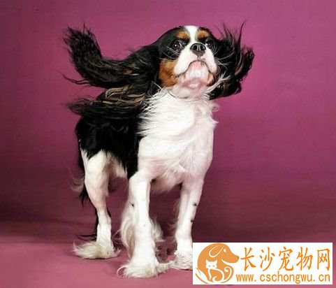 查理士王小猎犬遗传病 脊髓空洞症和心脏病