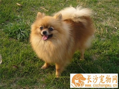 博美犬的皮肤病 博美犬的皮肤病治疗方法