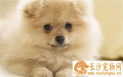 博美犬的皮肤病 博美犬的皮肤病治疗方法