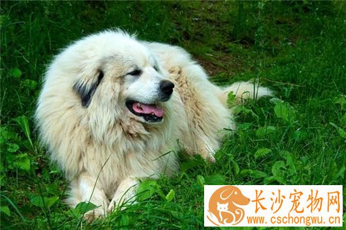 大白熊犬拉稀 可能是细小病毒性肠炎