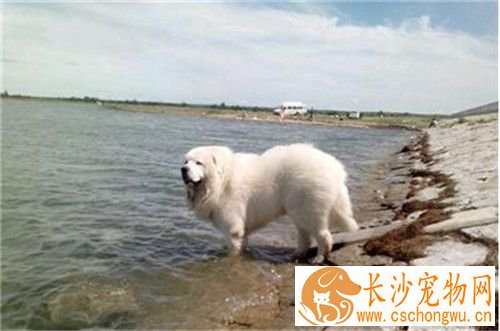 大白熊犬拉稀 可能是细小病毒性肠炎
