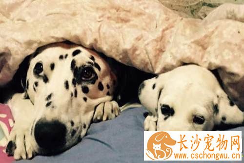 大麦町犬吐液怎么办 首先应该给它停食