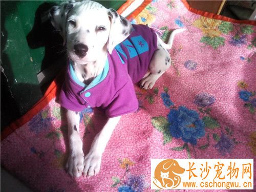大麦町犬吐液怎么办 首先应该给它停食