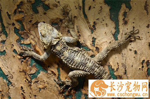 鬃狮蜥拉稀 鬃狮蜥拉稀的治疗药物以及症状