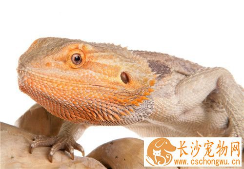 鬃狮蜥蜕皮 鬃狮蜥蜴两三个星期就会蜕一次皮