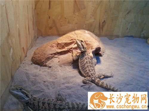 鬃狮蜥拉稀 鬃狮蜥拉稀的治疗药物以及症状