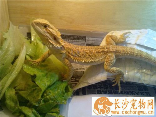 鬃狮蜥拉稀 鬃狮蜥拉稀的治疗药物以及症状