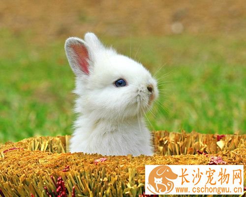 兔子得了脚皮炎怎么办 兔子脚皮炎的治疗方法
