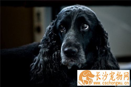 英国可卡犬细小病症 第一二天可以打高免血清