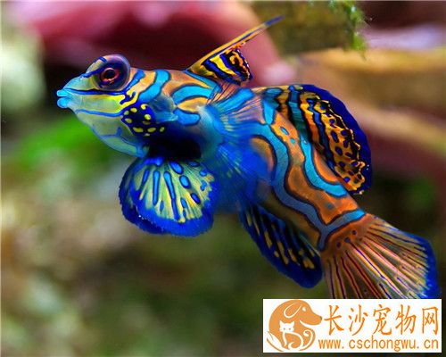 热带鱼白点病怎么治 白点病的治疗方法
