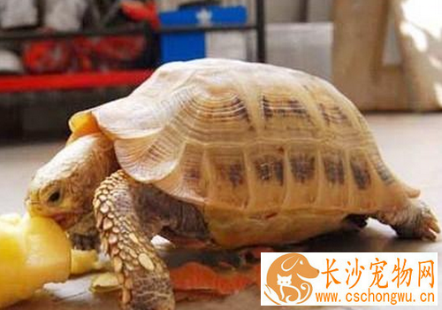 缅甸陆龟拉肚子 缅甸陆龟拉肚子的治疗方法