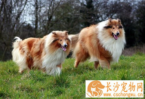 苏格兰牧羊犬脱皮 苏牧脱皮是一种皮肤病