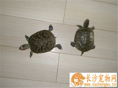 乌龟肠胃不好怎么办 检查饲育环境内乌龟的排泄物