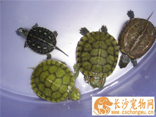 乌龟的白眼病怎么治 乌龟眼睛睁不开的防治方法