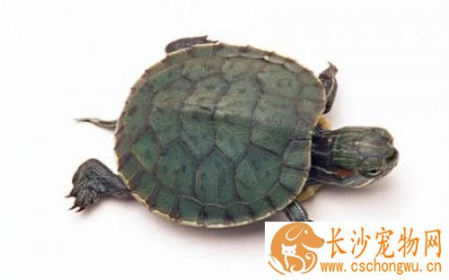乌龟流鼻涕怎么办 乌龟流鼻涕需要怎么样的治疗