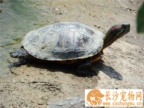 乌龟流鼻涕了怎么办 宠物龟流鼻涕的原因