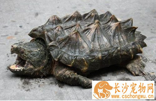 乌龟嘴烂了怎么办 乌龟常见的病症有哪些