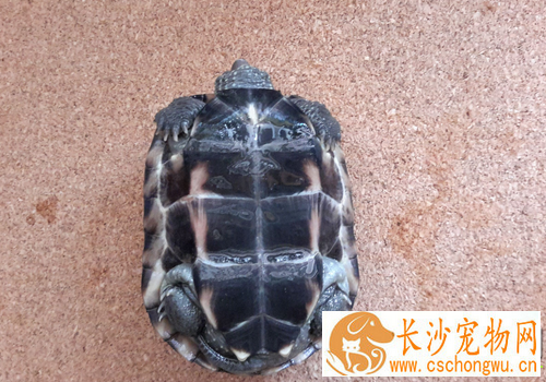 乌龟拉稀是怎么回事 龟龟拉稀的解决办法