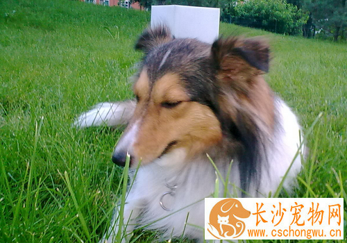 喜乐蒂牧羊犬的心脏病 心力衰竭的治疗方法