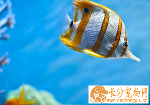 热带鱼白点病预防 热带鱼白点病怎么防治