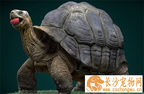 乌龟脖子肿了怎么办 乌龟脖子肿了如何防治