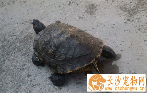 怎么治疗乌龟的白眼病 乌龟的白眼病治疗方法