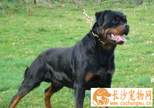 罗威纳犬脚站不起来 狗狗摄入的营养不够