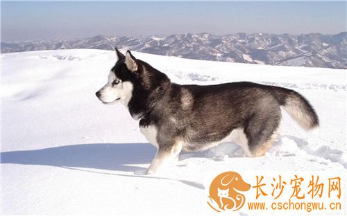 阿拉斯加雪橇犬病症 几种常见的狗狗病症