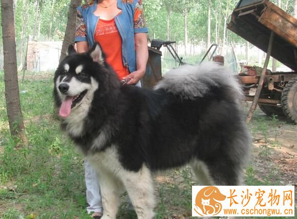 阿拉斯加雪橇犬病症 几种常见的狗狗病症
