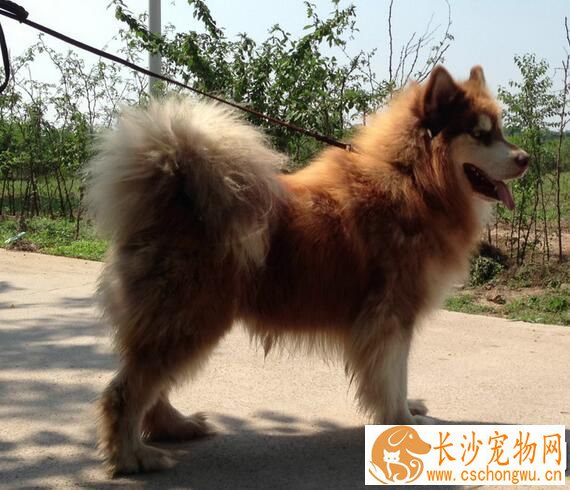 阿拉斯加雪橇犬病症 几种常见的狗狗病症