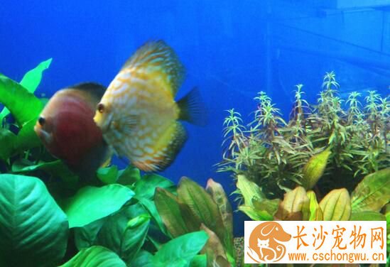 热带鱼白点病的治疗 观赏鱼白点病的预防方法