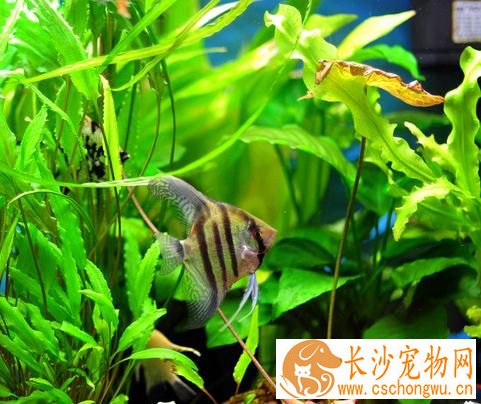 热带鱼为什么会死 热带鱼鱼的几种常见病
