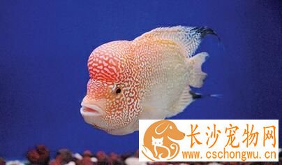 热带鱼为什么会死 热带鱼鱼的几种常见病