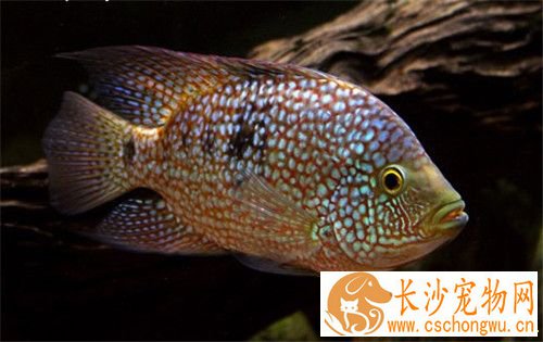 热带鱼白点病的治疗 观赏鱼白点病的预防方法