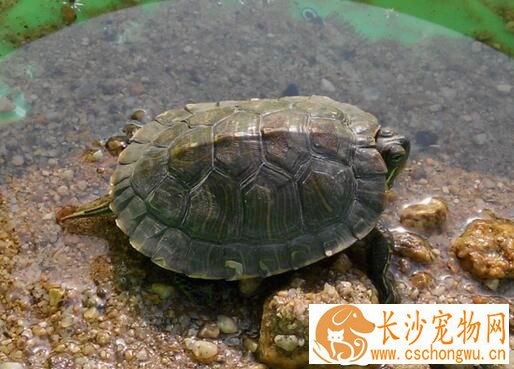 乌龟腿肿了怎么办 吃什么让乌龟腿肿恢复快