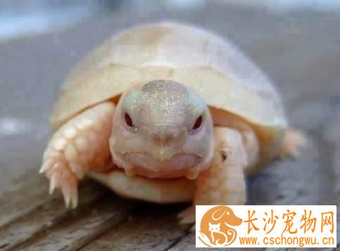 乌龟腿肿了怎么办 吃什么让乌龟腿肿恢复快