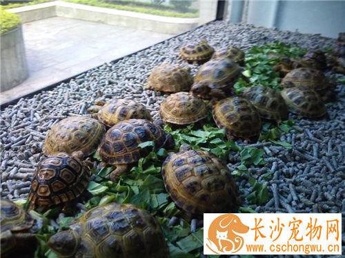 乌龟脱皮是怎么回事 有可能是皮肤病