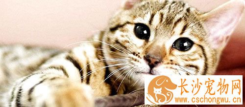 猫做绝育手术好吗 可以减少猫咪生理疾病的发生