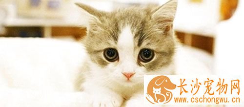 猫猫得了皮肤病怎么办 常见的皮肤病有哪些类型
