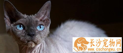 猫病防治与护理 流感是一种病毒性疾病