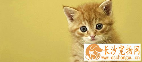 猫猫咳嗽怎么办 猫咪咳嗽的诊断方法