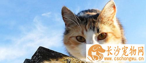 猫做绝育好不好 猫咪绝育手术前注意事项
