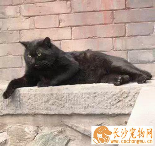 被猫咬了会怎样 用干净水冲洗局部伤口