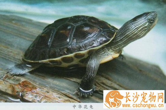 中华花龟常见病 中华花龟容易腐甲腐皮